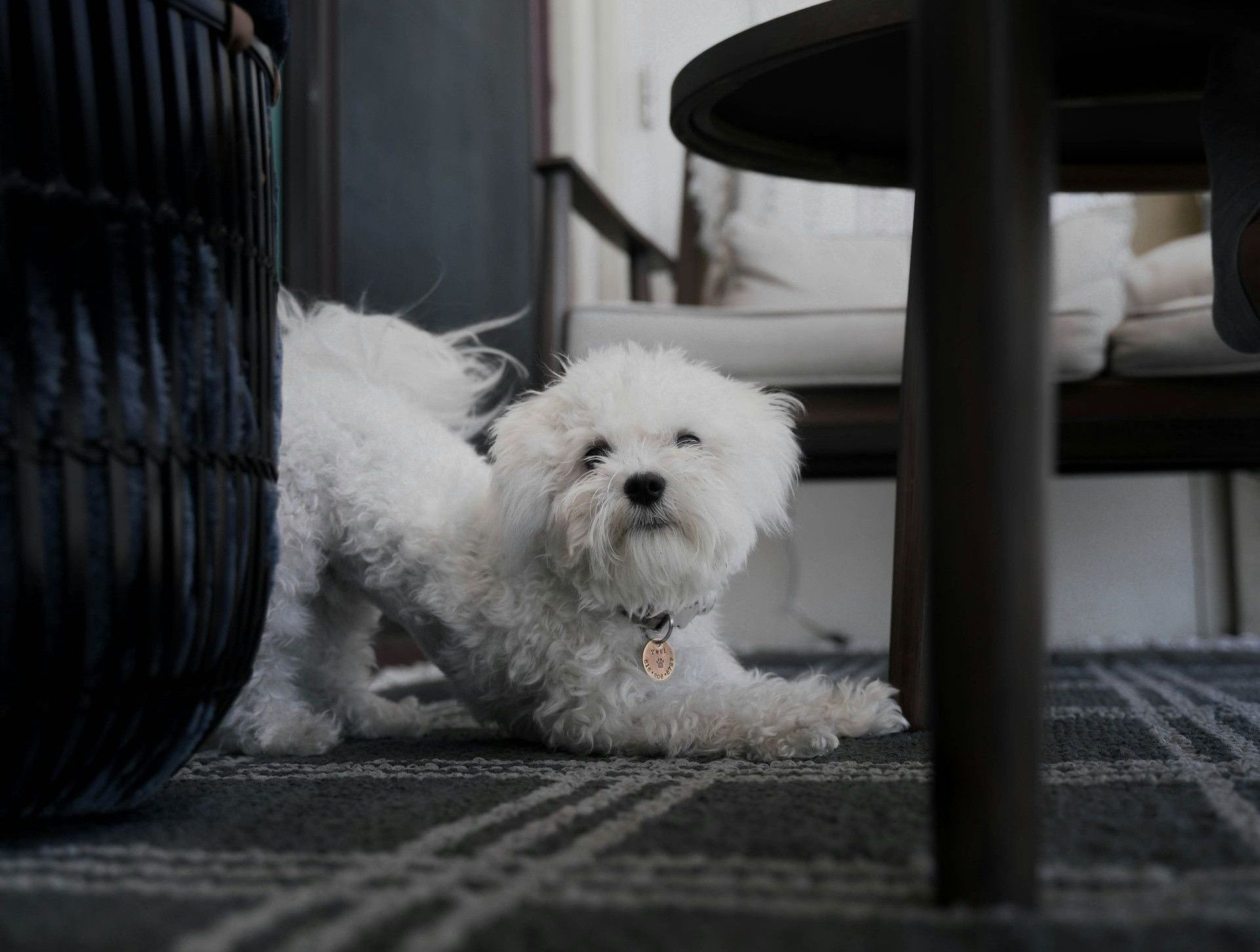 a small white dog sitting under a table